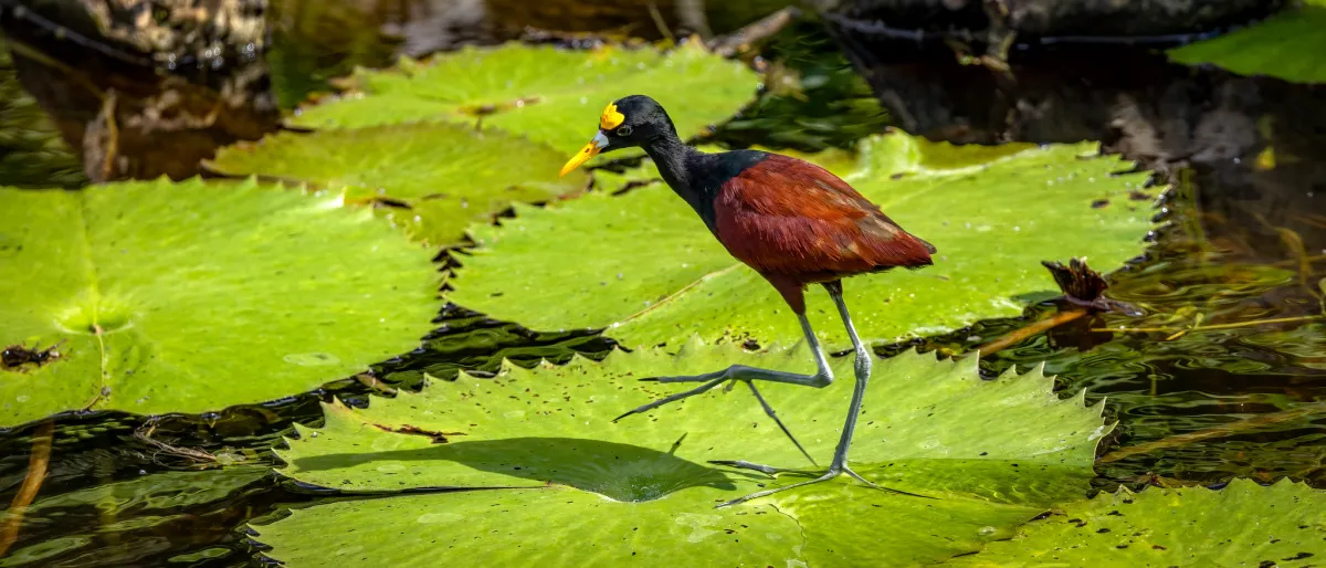 Flamingos in the Yucatán wetlands